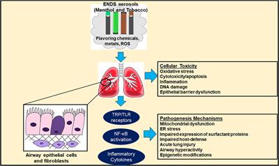 Current Perspectives on Characteristics, Compositions, and Toxicological Effects of E-Cigarettes Containing Tobacco and Menthol/Mint Flavors